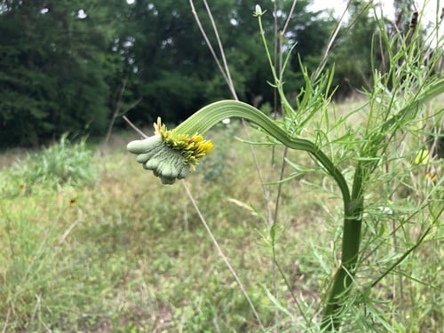 Ratibida columnifera