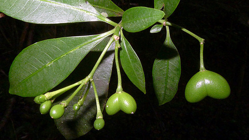 Rauvolfia grandiflora (Muirapininga) — photo