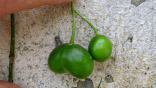 Rauvolfia grandiflora (Muirapininga) — photo