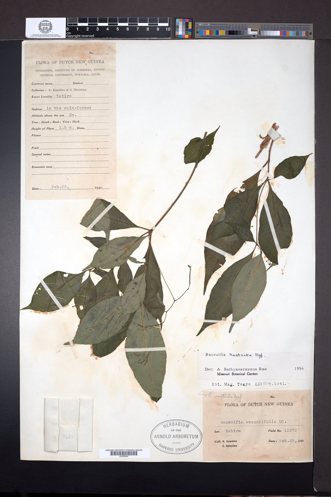 Rauvolfia rostrata — photo