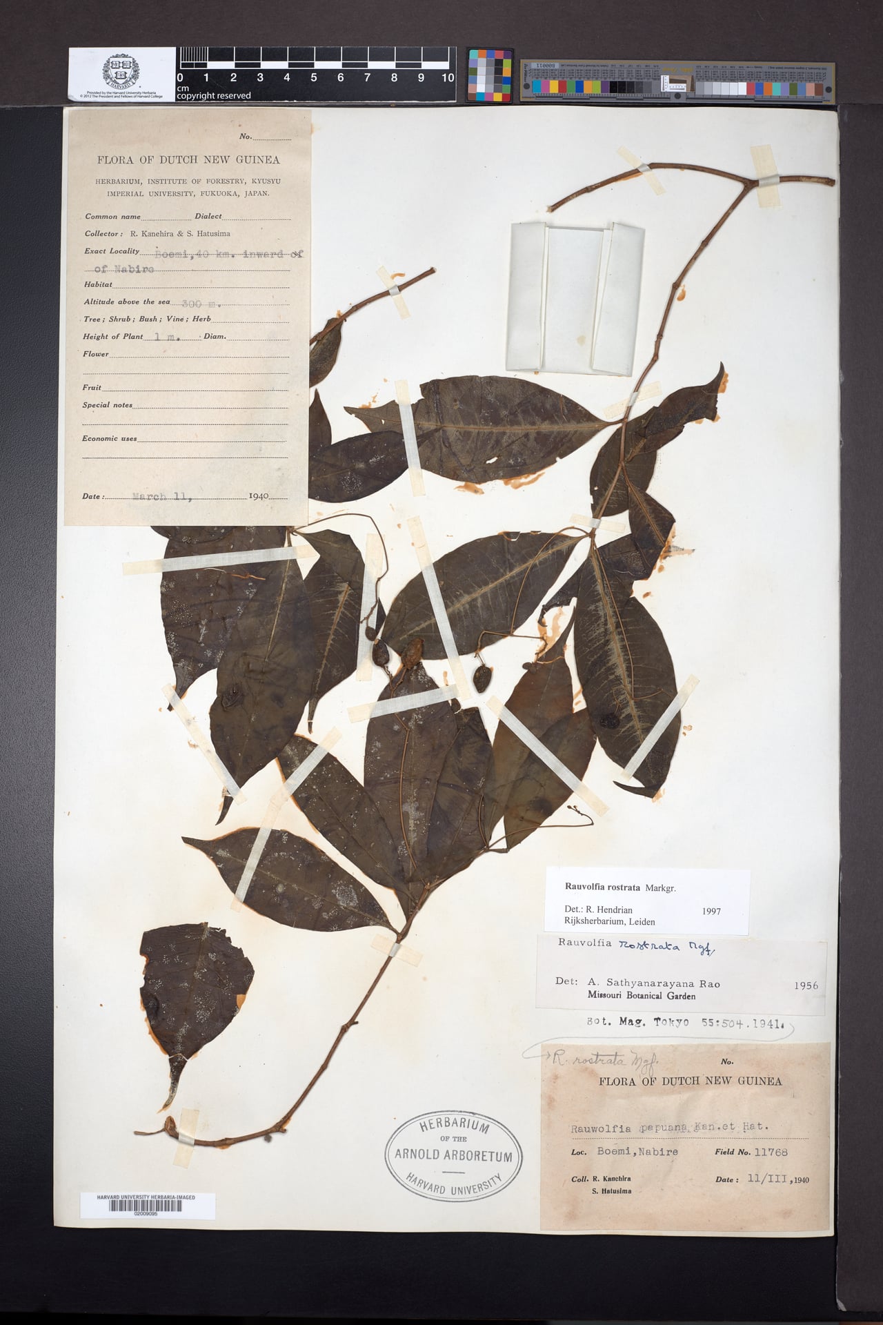 Rauvolfia rostrata — photo