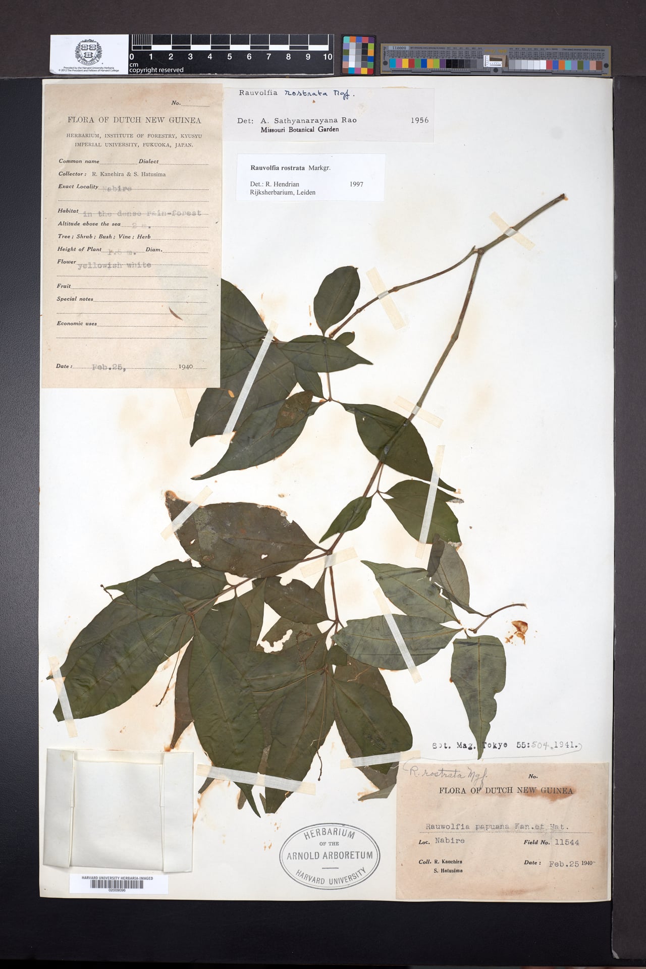 Rauvolfia rostrata