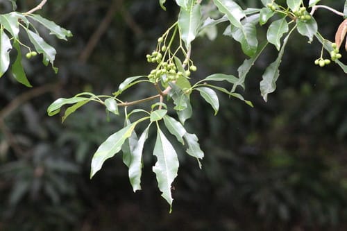 Rauvolfia sellowii — photo