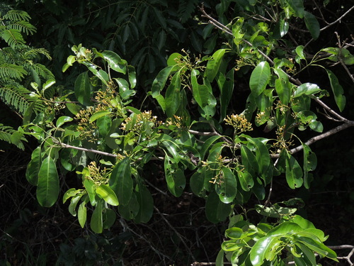 Rauvolfia sellowii