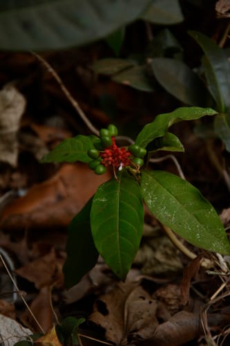 Rauvolfia serpentina (Serpent wood) — photo