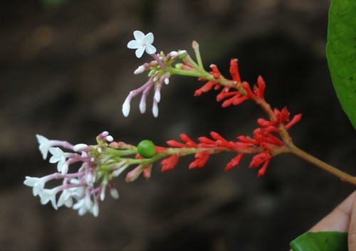 Rauvolfia serpentina