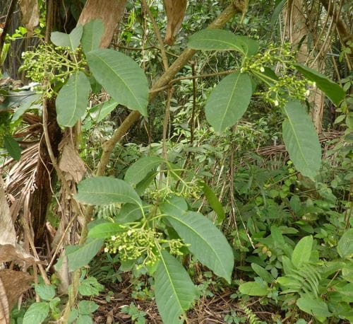 Rauvolfia vomitoria — photo