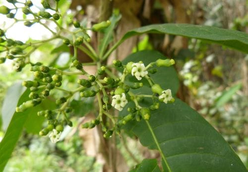 Rauvolfia vomitoria — photo