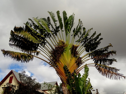 Ravenala madagascariensis (Traveller's palm) — photo