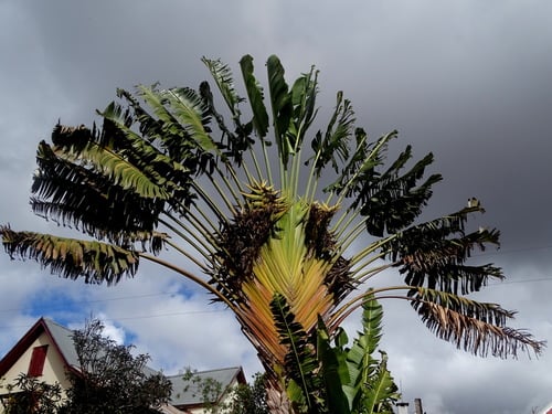 Traveller's palm