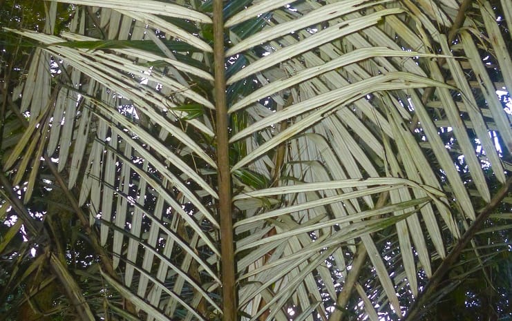 Ravenea albicans (Hozatsiketra) — photo