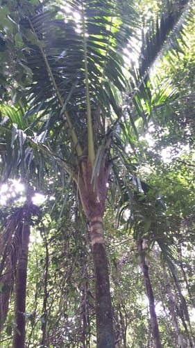Ravenea dransfieldii — photo