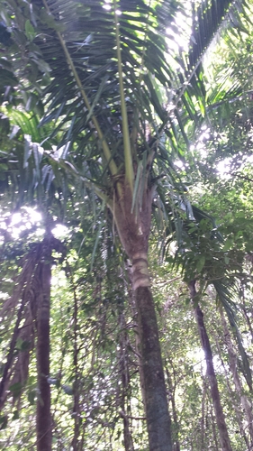 Ravenea dransfieldii