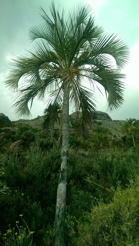 Ravenea glauca
