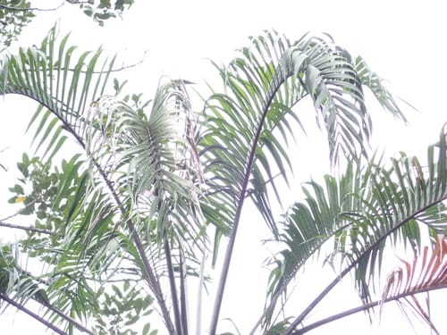 Ravenea sambiranensis (Anivo) — photo