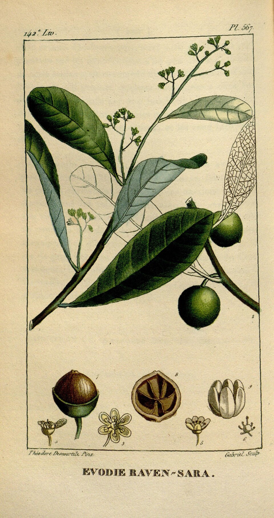 Ravensara aromatica (Madagascar Clove Nutmeg) — photo