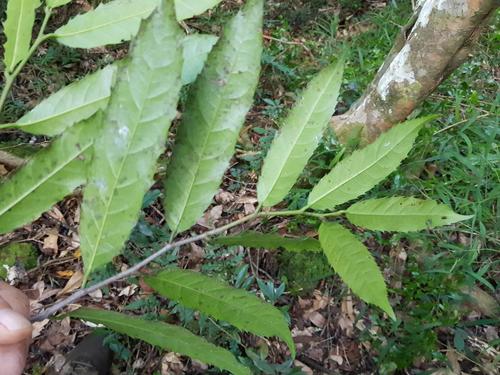 Rawsonia lucida (Rawsonia) — photo