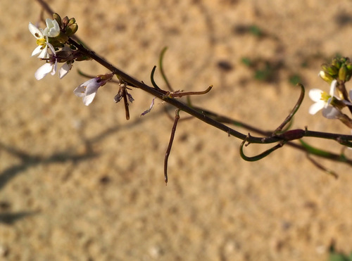 Reboudia pinnata (Sli 'adi) — photo