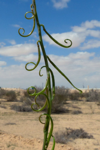 Reboudia pinnata (Sli 'adi) — photo