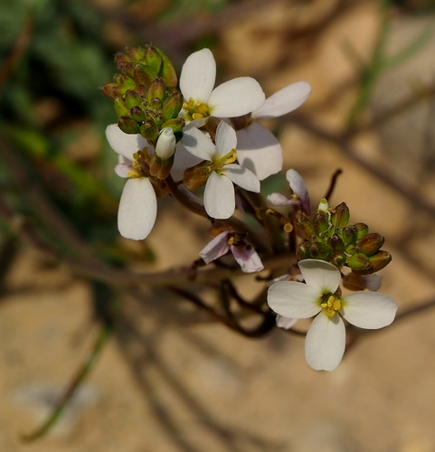 Reboudia pinnata