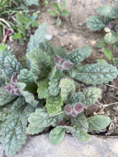 Rehmannia glutinosa (Chinese foxglove) — photo