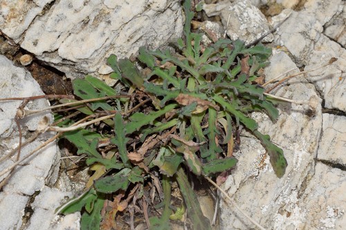 Reichardia picroides (French scorzonera) — photo