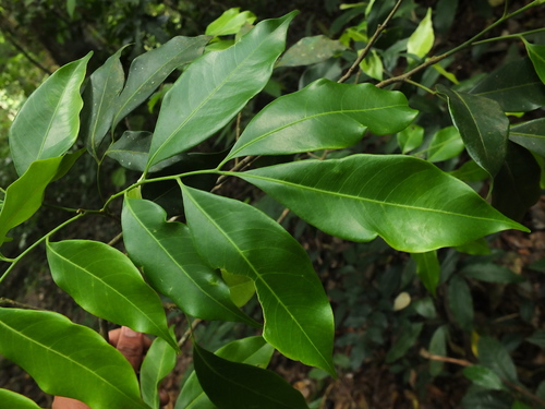 Reinwardtiodendron anamalaiense — photo