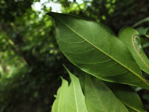 Reinwardtiodendron anamalaiense — photo