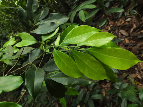 Reinwardtiodendron anamalaiense