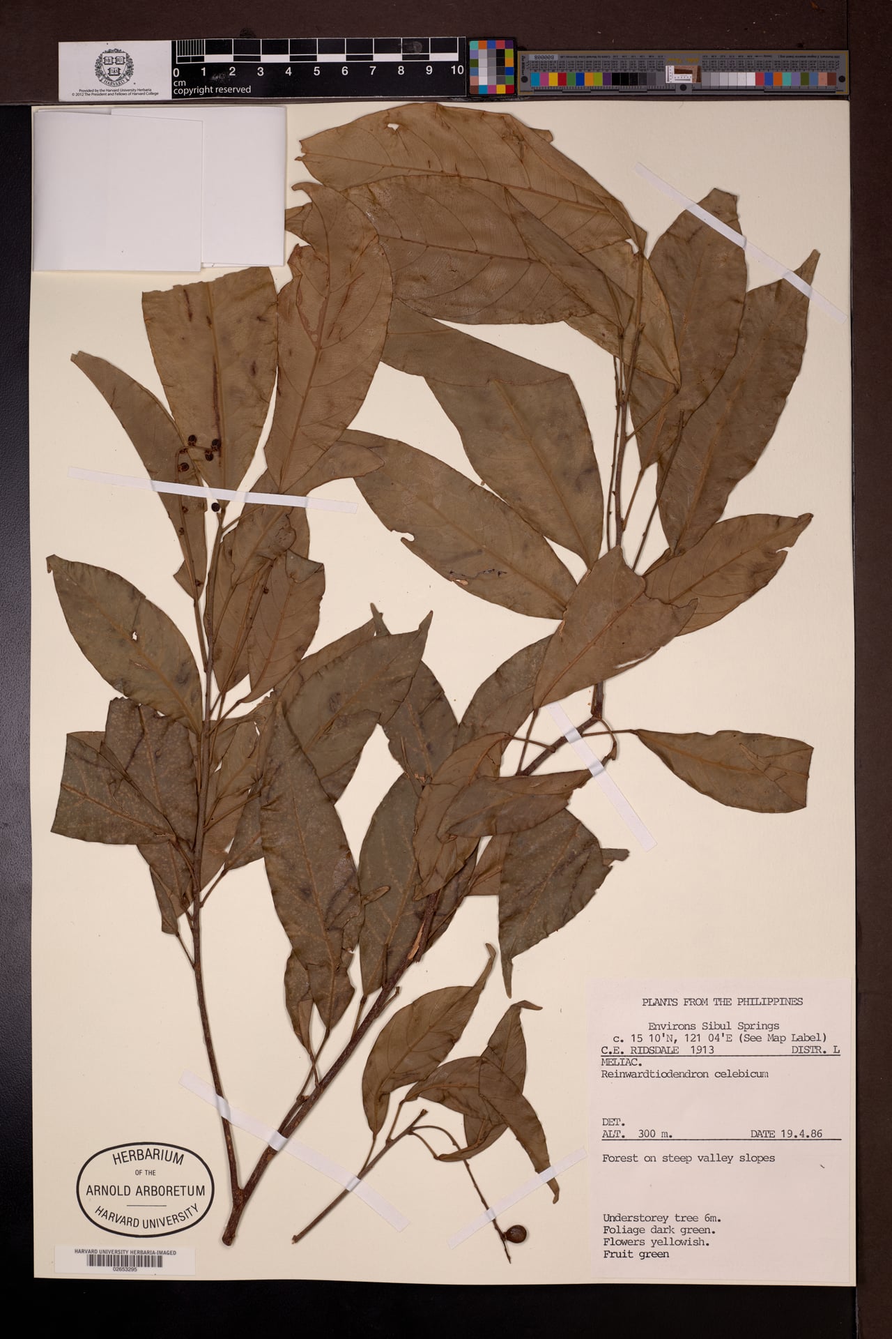 Reinwardtiodendron celebicum — photo
