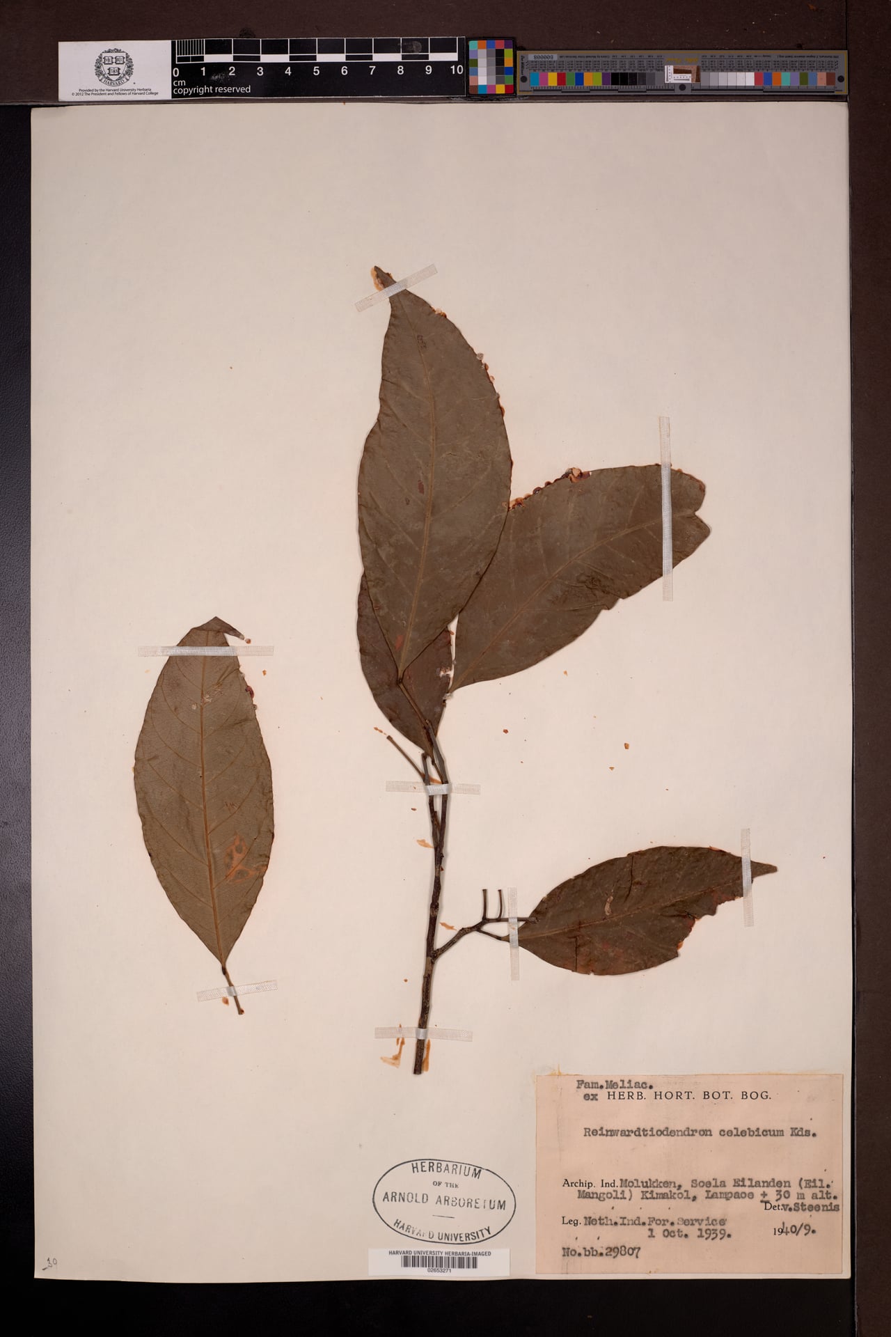 Reinwardtiodendron celebicum — photo
