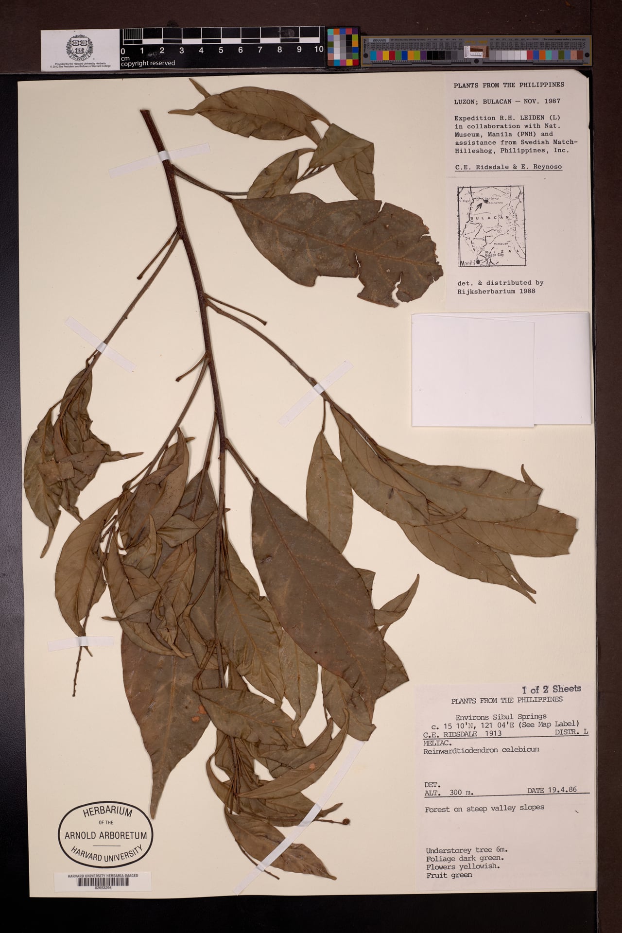 Reinwardtiodendron celebicum