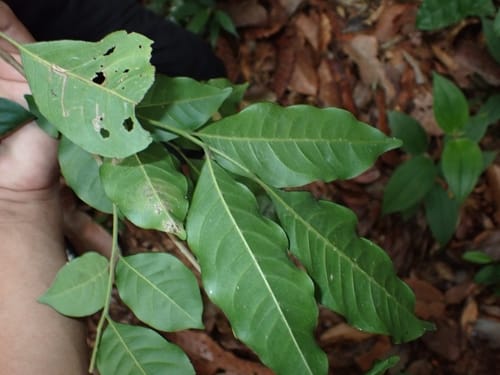 Reinwardtiodendron cinereum — photo