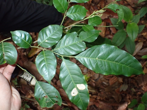 Reinwardtiodendron cinereum
