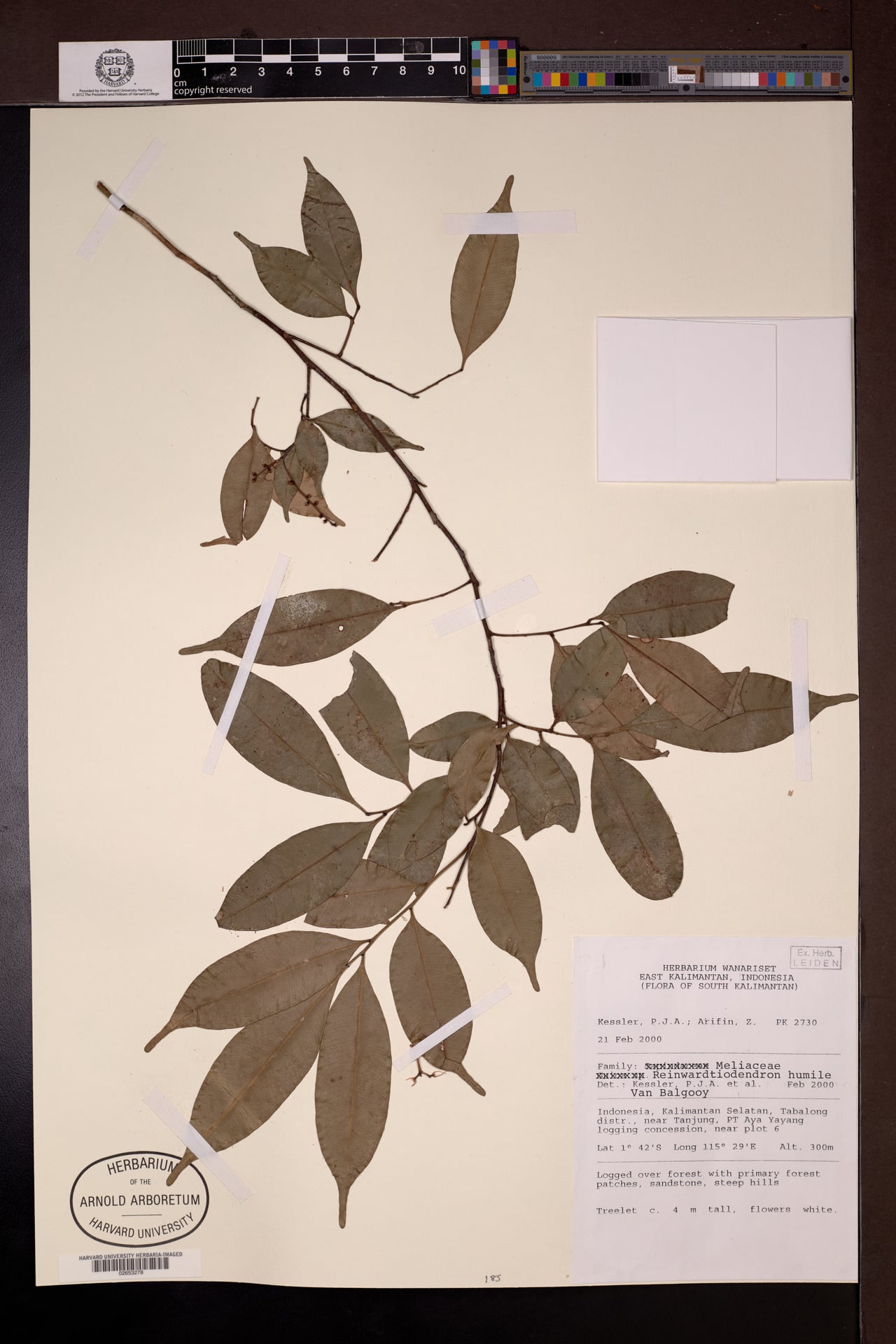Reinwardtiodendron humile (Tulanan) — photo
