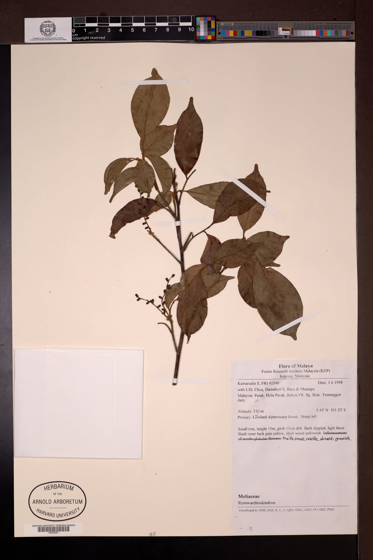 Reinwardtiodendron humile (Tulanan) — photo