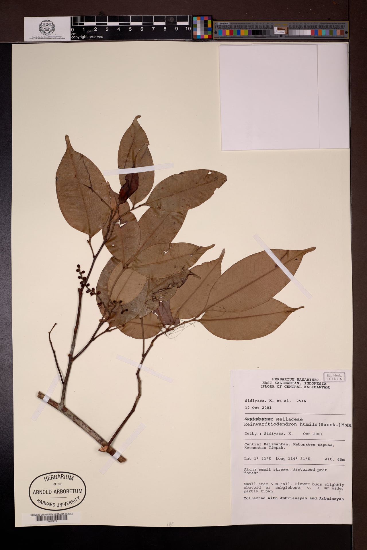 Reinwardtiodendron humile
