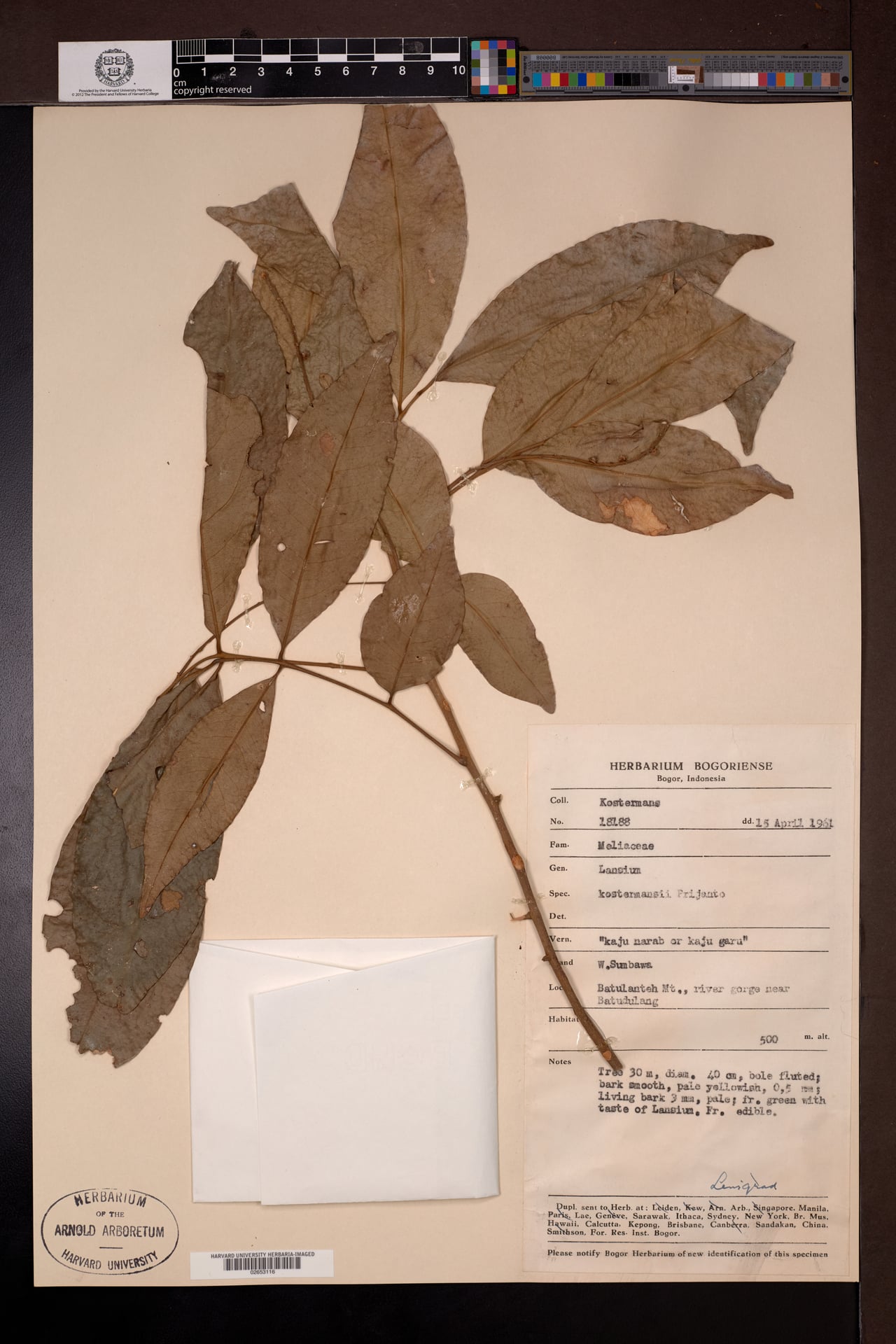 Reinwardtiodendron kostermansii