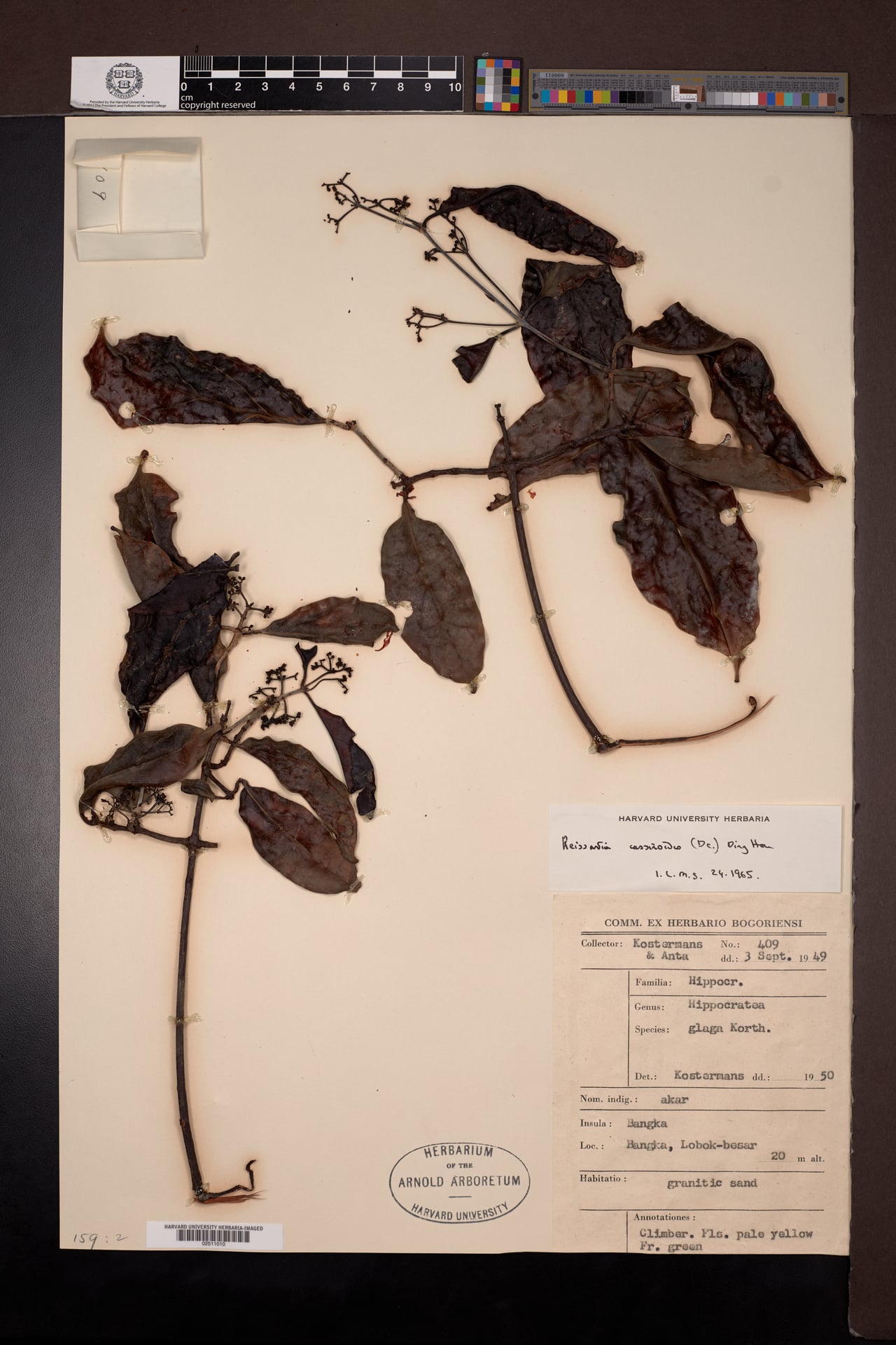 Reissantia cassinoides