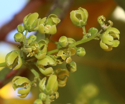 Reissantia grahamii