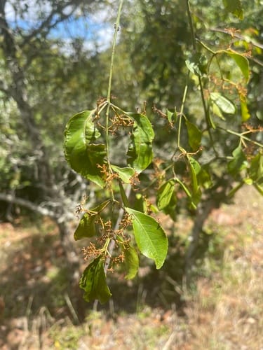 Reissantia indica — photo