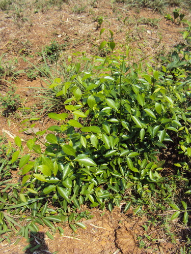 Reissantia indica