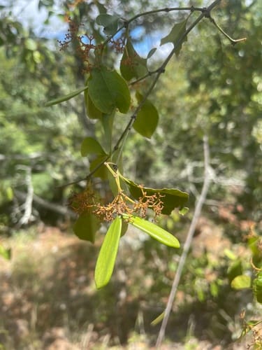 Reissantia indica — photo