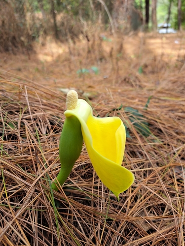 Remusatia vivipara