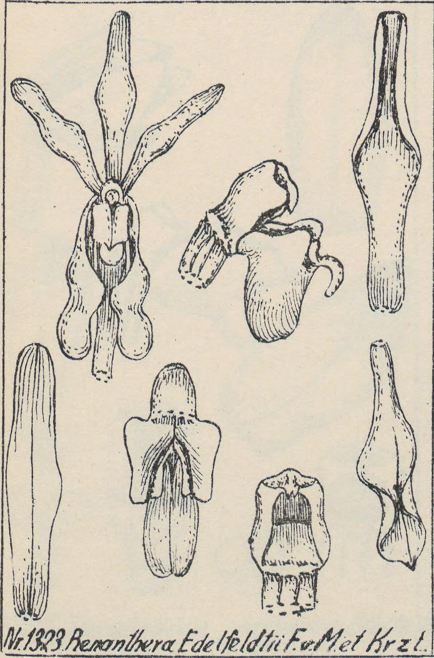 Renanthera moluccana