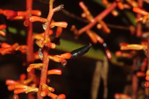 Renealmia africana — photo
