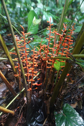 Renealmia africana — photo