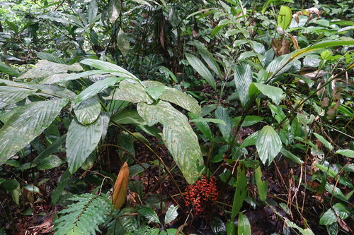 Renealmia africana