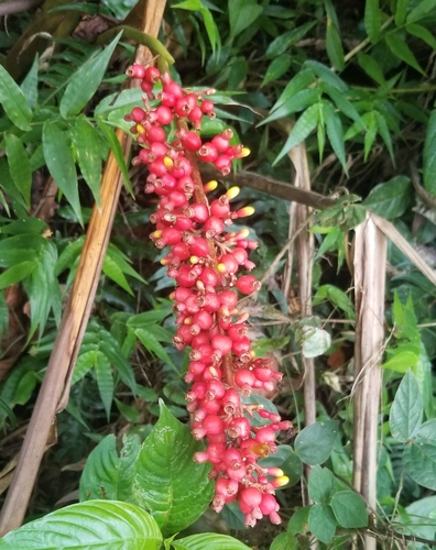 Renealmia aromatica (Maawei) — photo