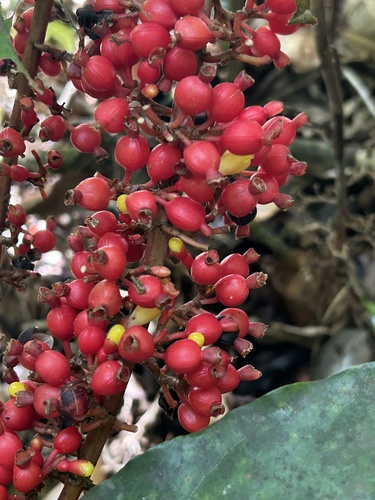 Renealmia aromatica (Maawei) — photo